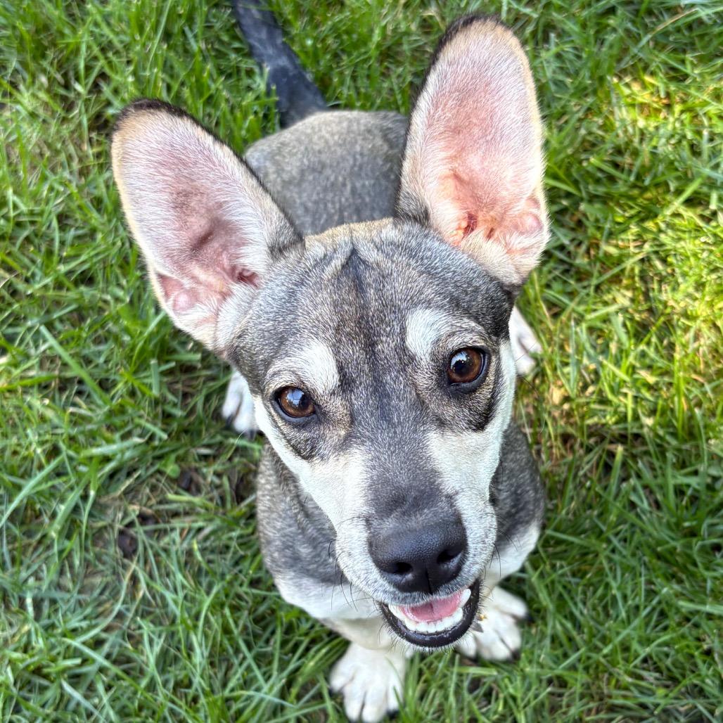Enlarge Liam, a Adoptable mixed breed in Calverton, NY image 5/5