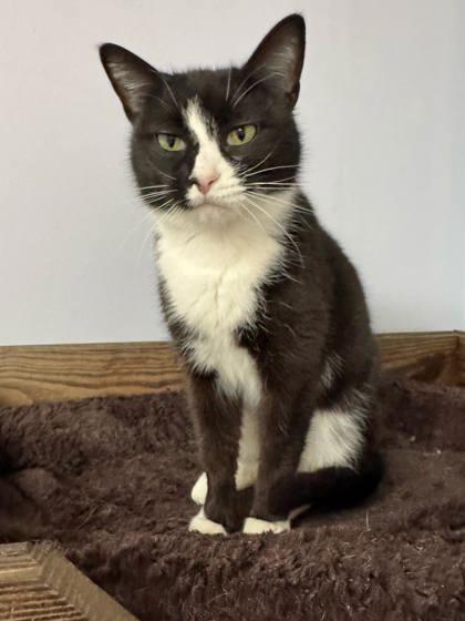 Enlarge Teacup, a Adoptable mixed breed in Cumming, GA image 1/3