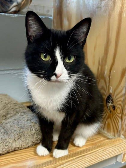 Enlarge Teacup, a Adoptable mixed breed in Cumming, GA image 1/3