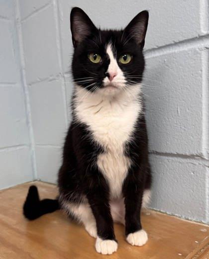 Enlarge Teacup, a Adoptable mixed breed in Cumming, GA image 3/3