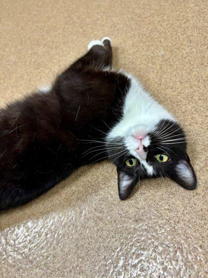 Enlarge Teacup, a Adoptable mixed breed in Cumming, GA image 3/3