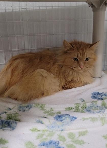 Adelaide, Adoptable, Adult Female Domestic Long Hair & Domestic Short Hair.