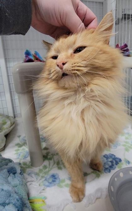 Enlarge Adelaide, a Adoptable mixed breed in Elmira, NY image 2/2