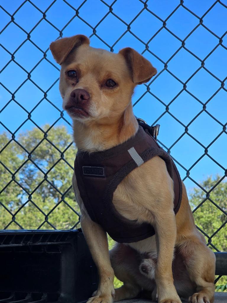 Carnelo, Adoptable, Adult Male Chihuahua.