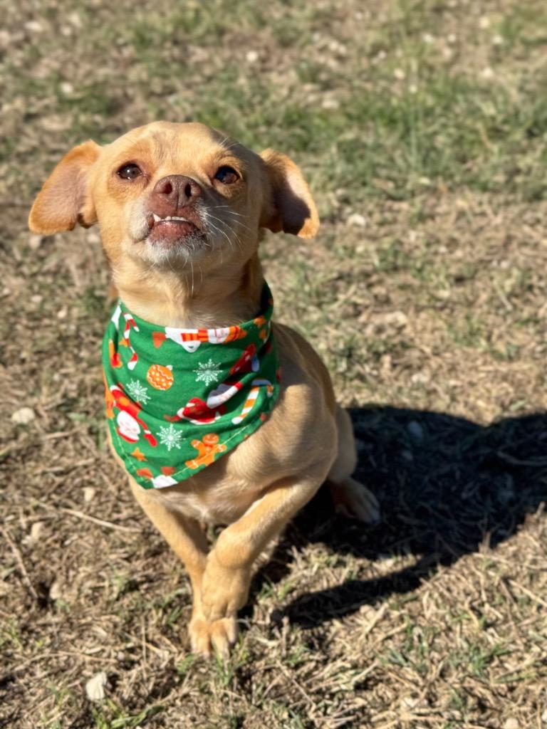 Carnelo, a Adoptable Chihuahua in Canyon Lake, TX image 2/6