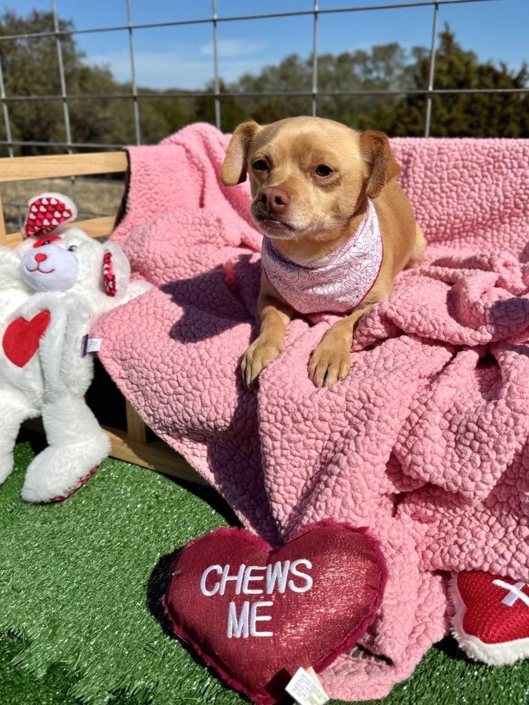 Carnelo, a Adoptable Chihuahua in Canyon Lake, TX image 3/6