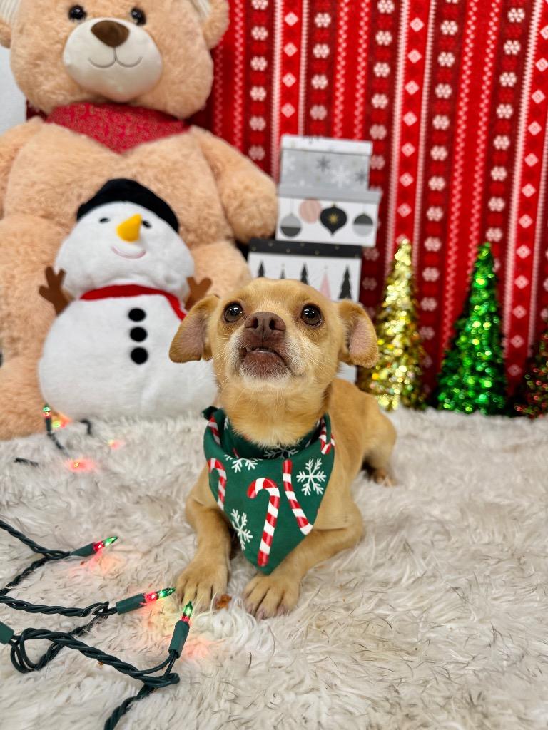 Enlarge Carnelo, a Adoptable Chihuahua in Canyon Lake, TX image 3/5