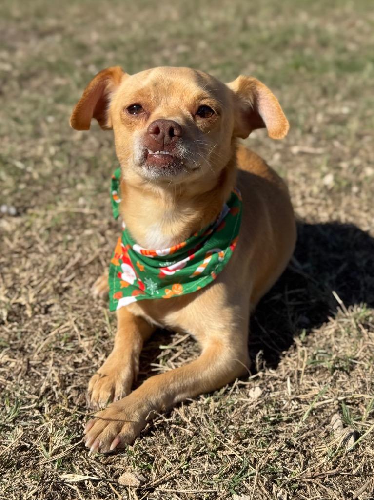Enlarge Carnelo, a Adoptable Chihuahua in Canyon Lake, TX image 4/5