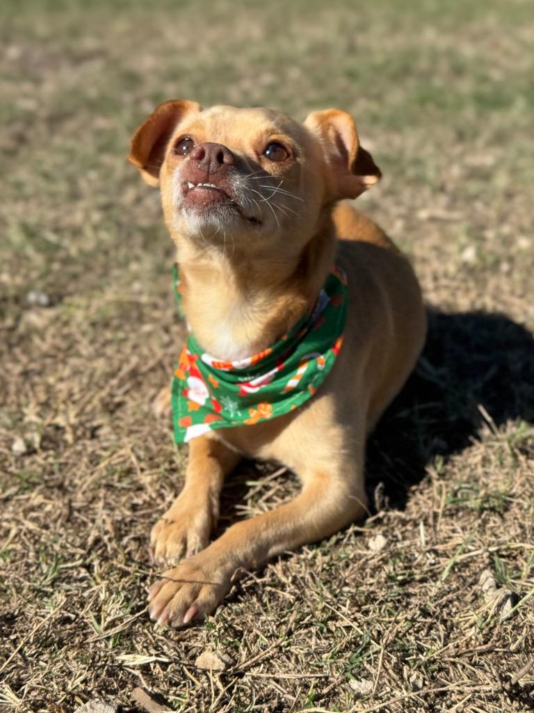 Carnelo, a Adoptable Chihuahua in Canyon Lake, TX image 5/6