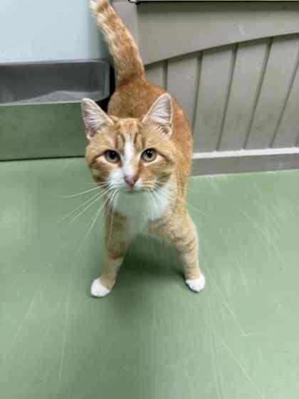 Gingersnap thumbnail 3