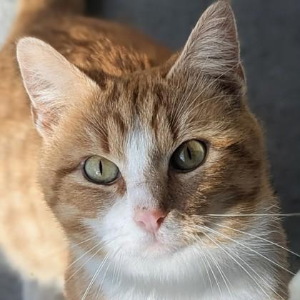 Gingersnap thumbnail 4