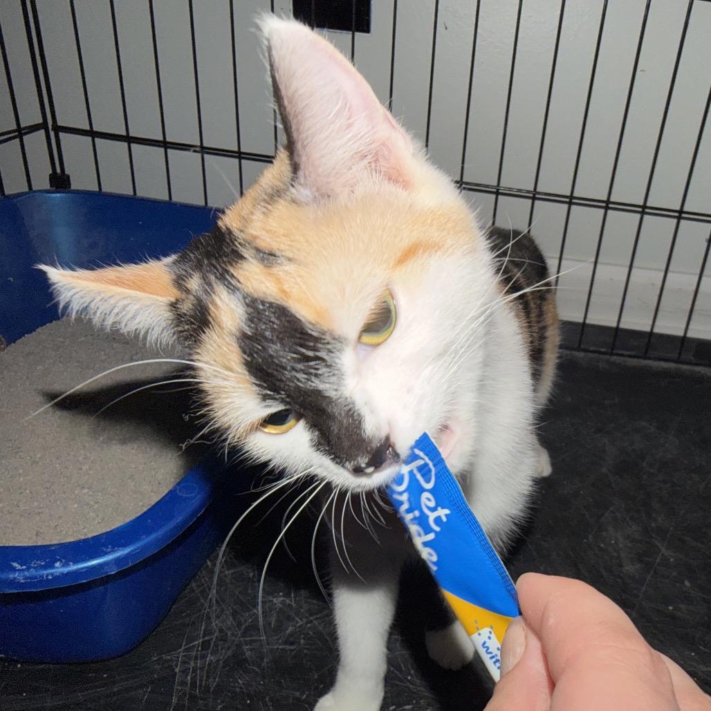 Enlarge Kepner, a Adoptable Domestic Short Hair in Lexington, KY image 2/2