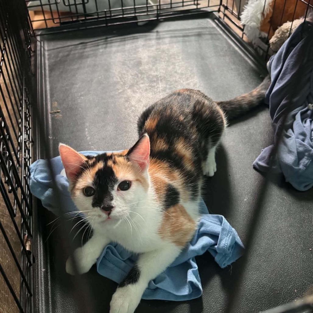 Kepner, Adoptable, Young Female Domestic Short Hair.