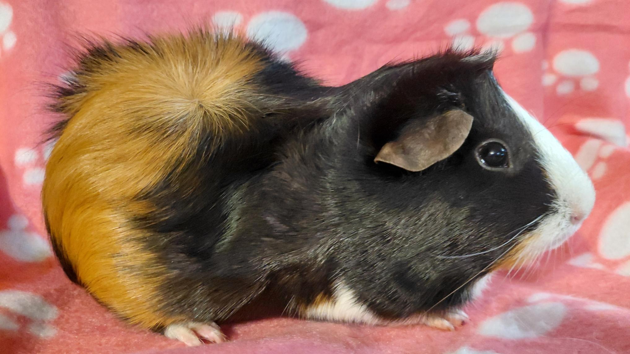 Enlarge Iris, a ADOPTABLE Guinea Pig in Cincinnati, OH image 1/1