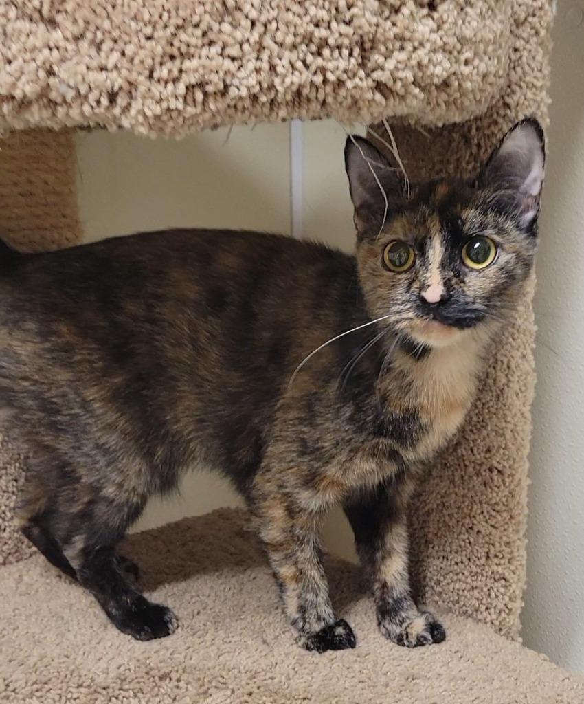 VICTORIA, Adoptable, Young Female Domestic Short Hair.