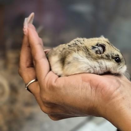 Enlarge Jewel , a ADOPTABLE Hamster in Sacramento, CA image 3/4