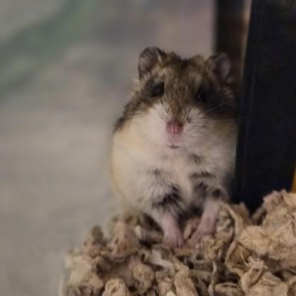 Enlarge Jewel , a ADOPTABLE Hamster in Sacramento, CA image 1/4