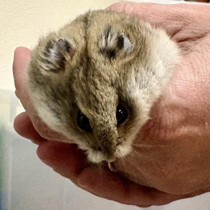 Enlarge Jewel , a ADOPTABLE Hamster in Sacramento, CA image 2/4