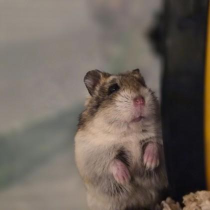 Enlarge Jewel , a ADOPTABLE Hamster in Sacramento, CA image 4/4