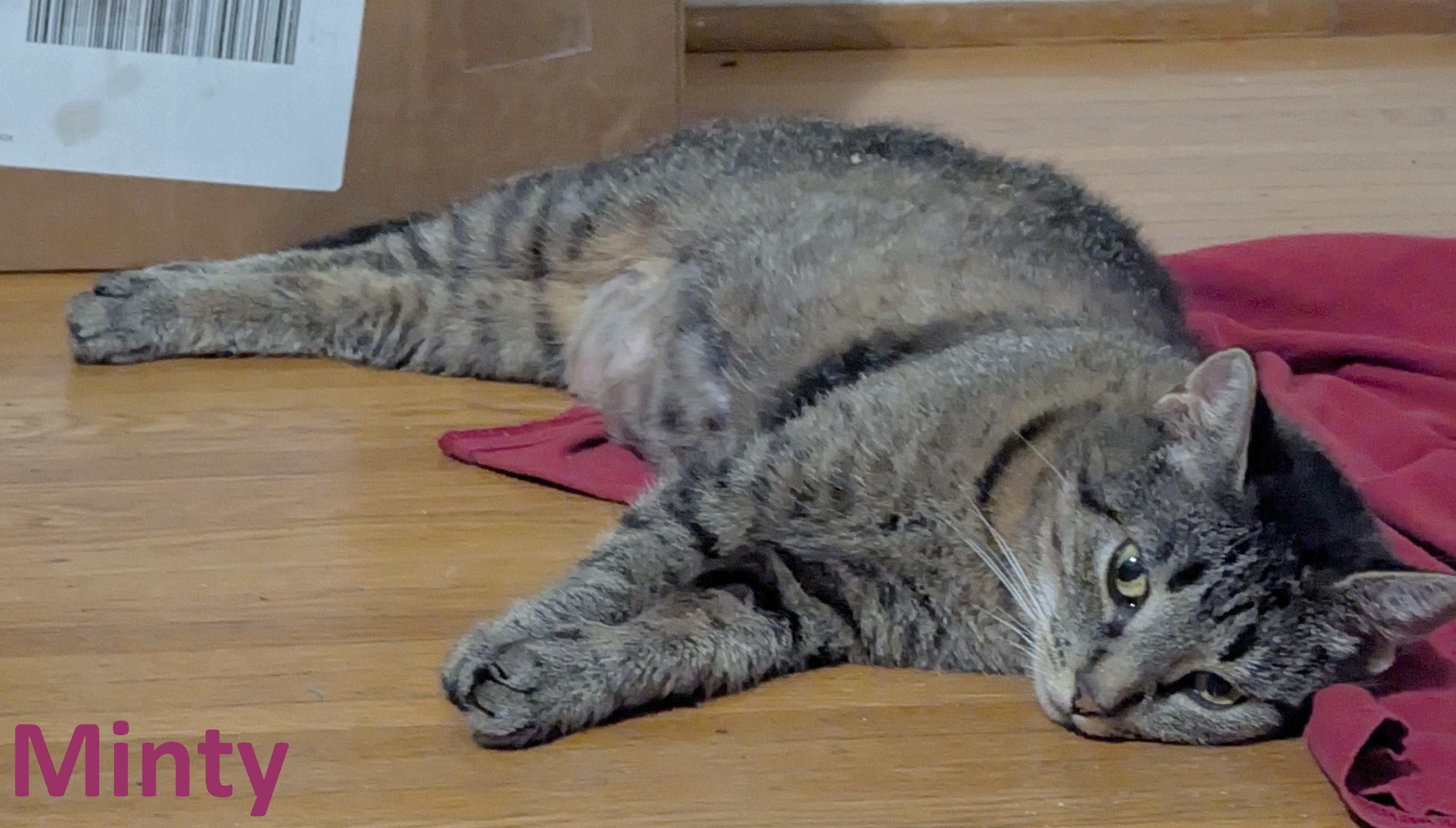 Enlarge Minty, a Adoptable American Shorthair in Rochester, NY image 1/5