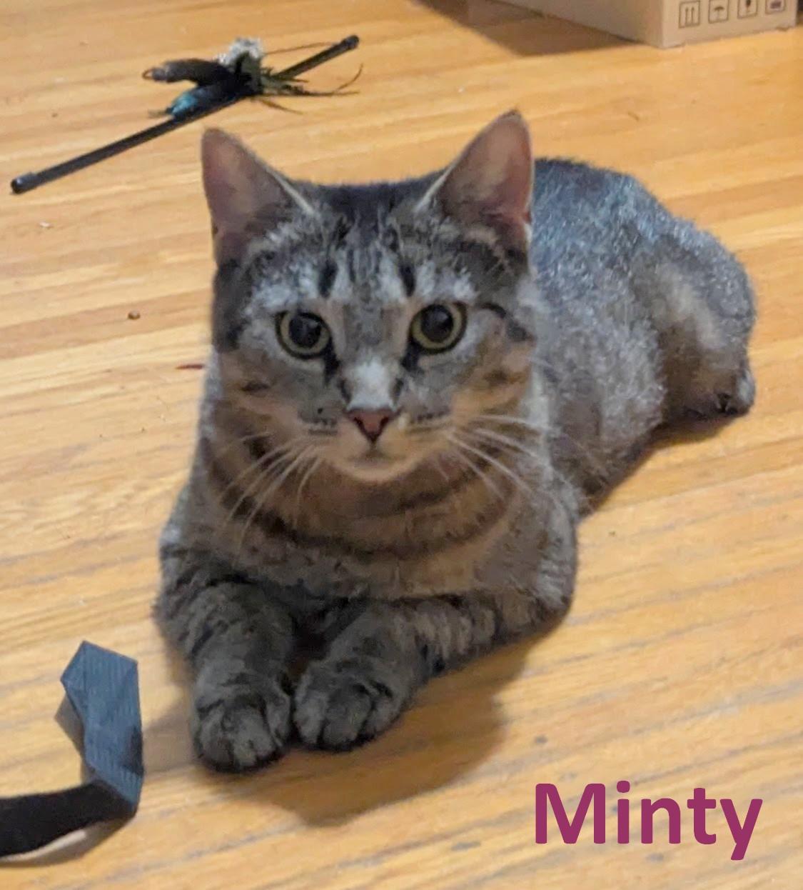 Enlarge Minty, a Adoptable American Shorthair in Rochester, NY image 2/5