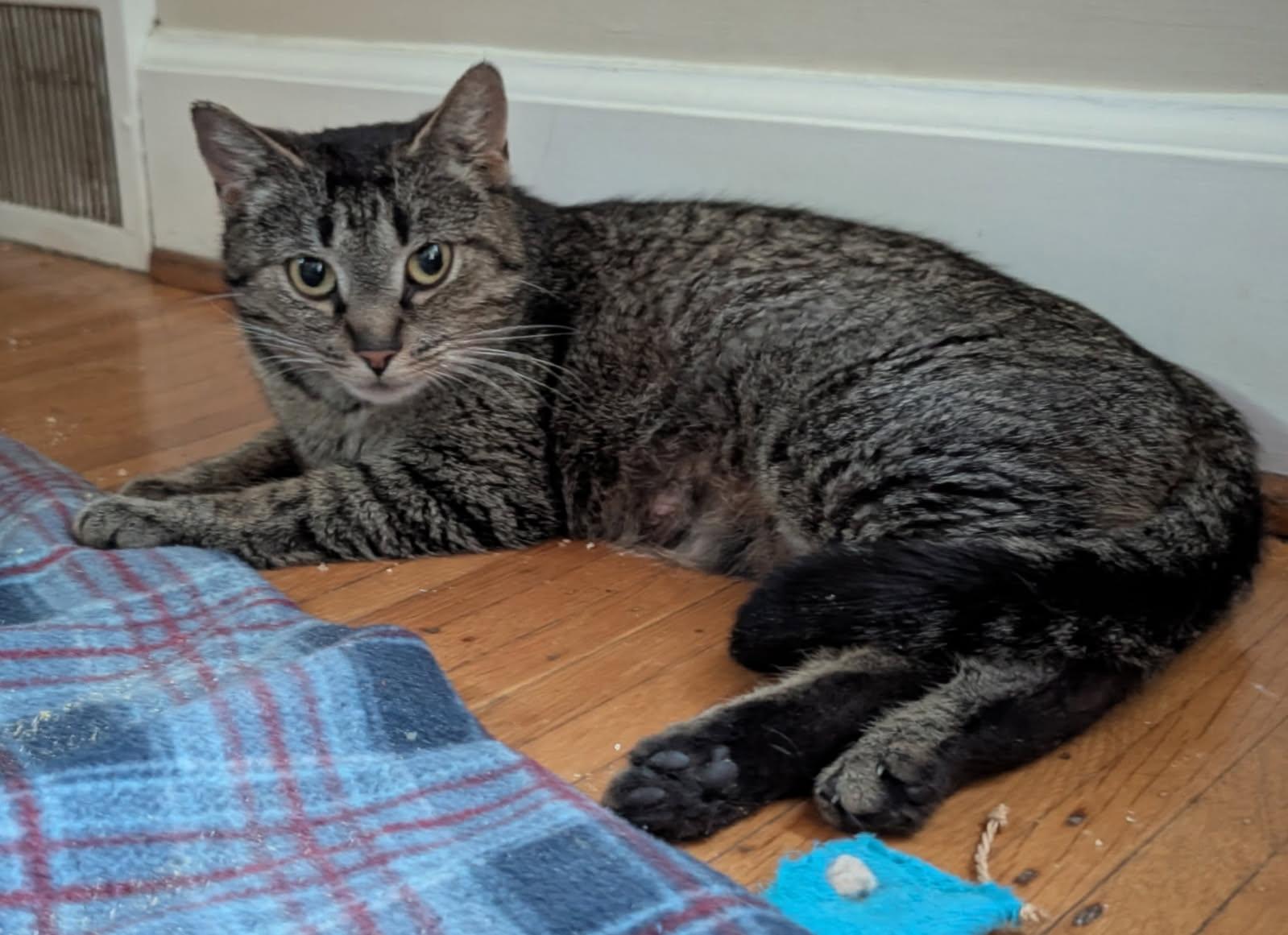 Minty, Adoptable, Adult Female American Shorthair.