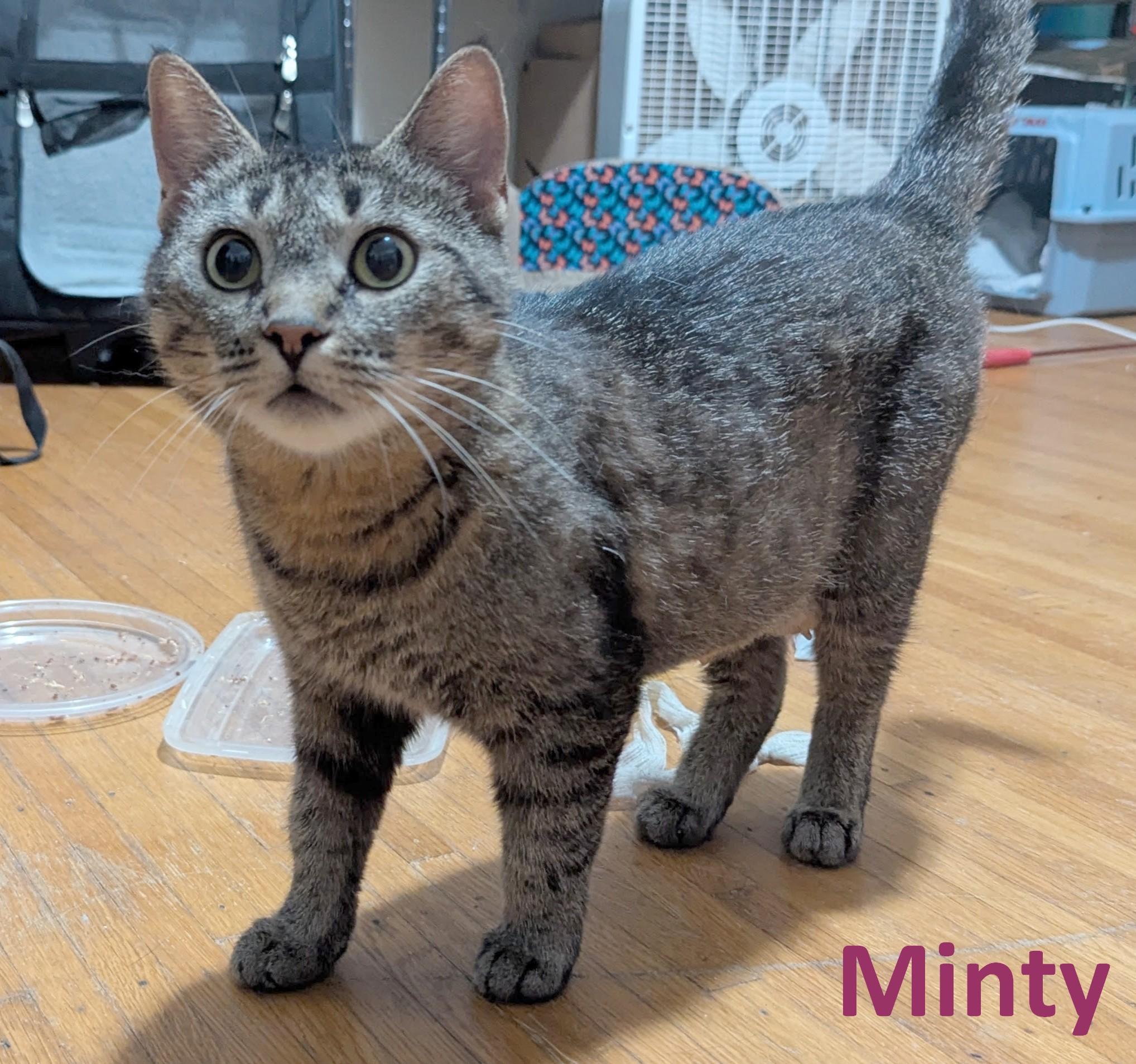 Enlarge Minty, a Adoptable American Shorthair in Rochester, NY image 5/5
