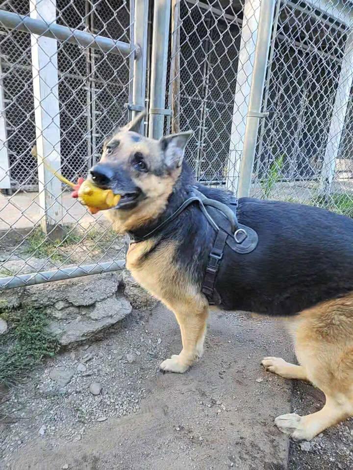 LEXI, a Adoptable German Shepherd Dog in Reed City, MI image 1/4