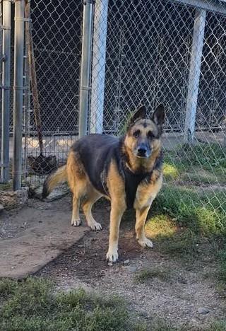 LEXI, an adoptable German Shepherd Dog in Reed City, MI, 49677 | Photo Image 3