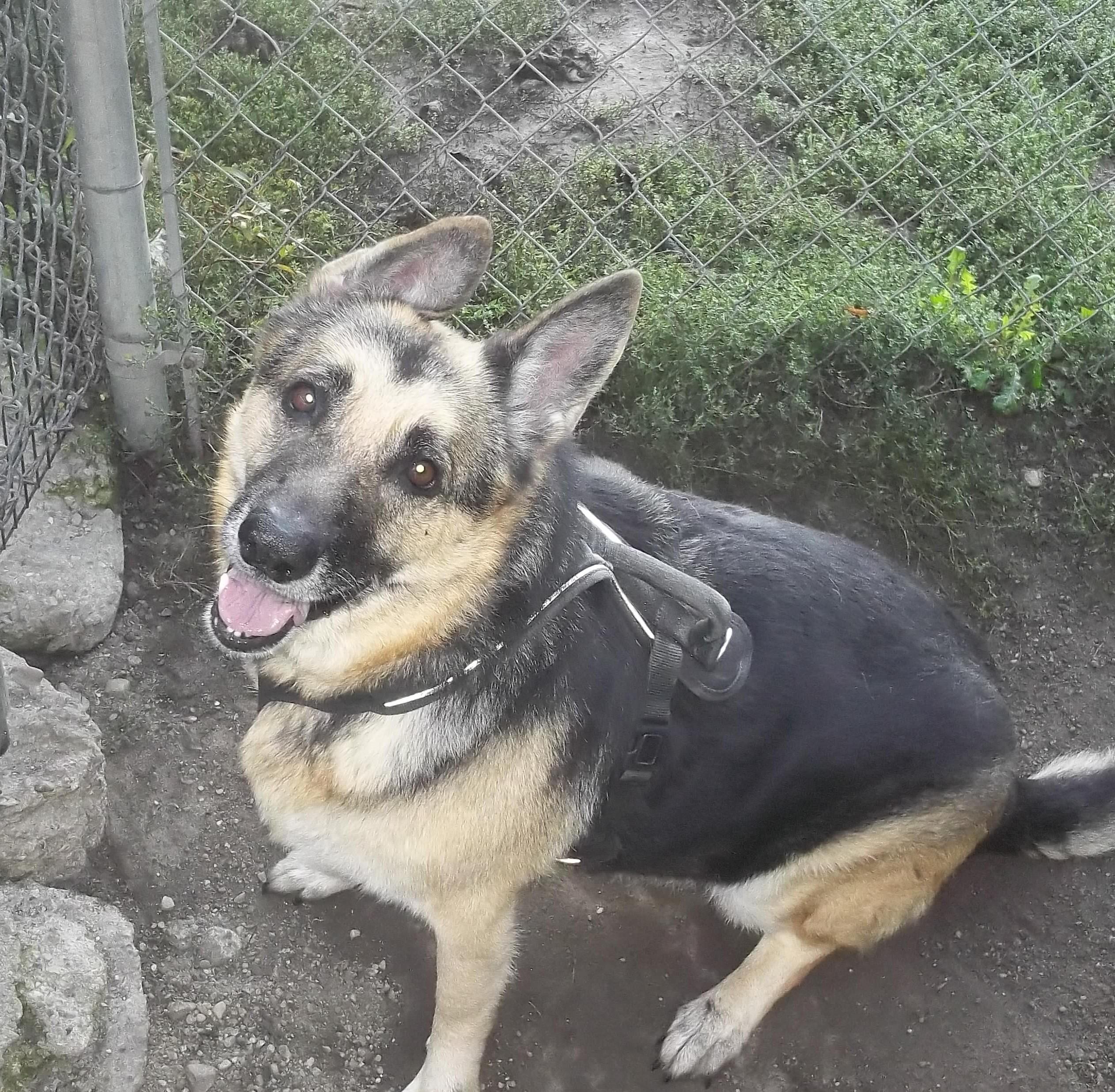 LEXI, a Adoptable German Shepherd Dog in Reed City, MI image 3/4