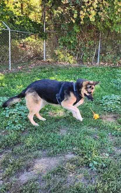 LEXI, an adoptable German Shepherd Dog in Reed City, MI, 49677 | Photo Image 4