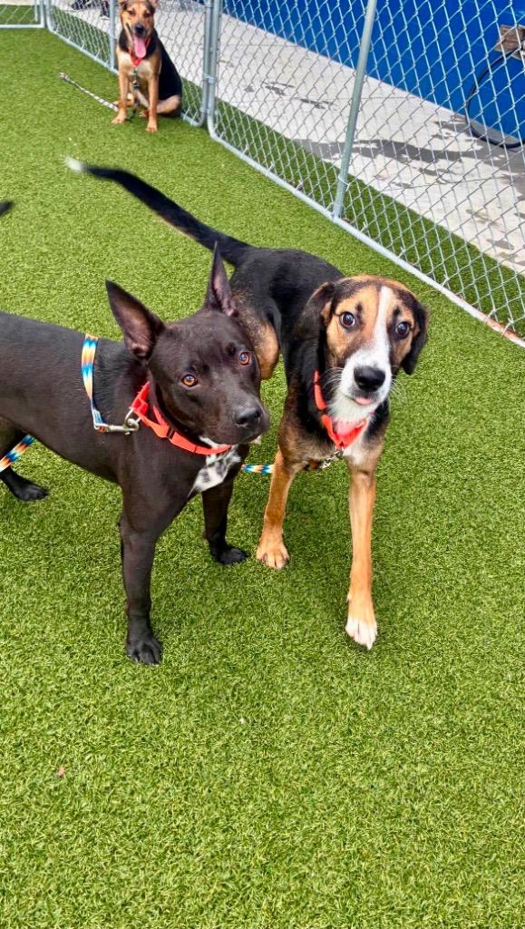 Enlarge Sally, a Adoptable mixed breed in Hartsville, SC image 1/6