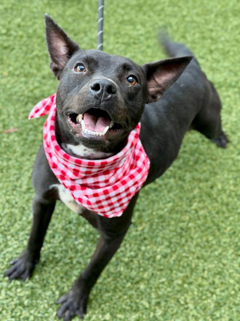 Enlarge Sally, a Adoptable mixed breed in Hartsville, SC image 6/6