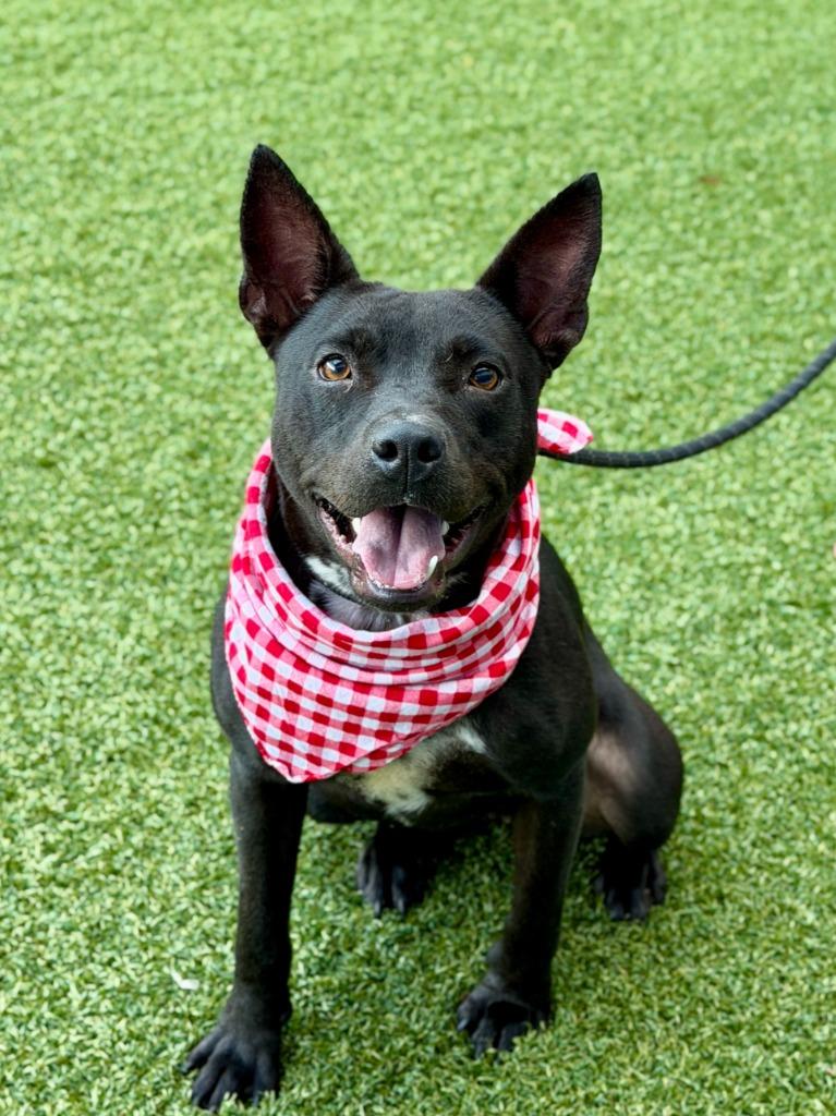 Sally, Adoptable, Young Female Labrador Retriever & Australian Cattle Dog / Blue Heeler.