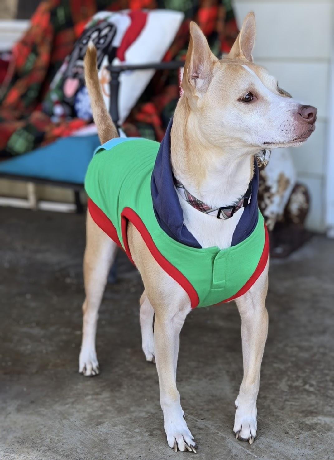 Enlarge Gunnar, a Adoptable mixed breed in Knoxville, TN image 2/6