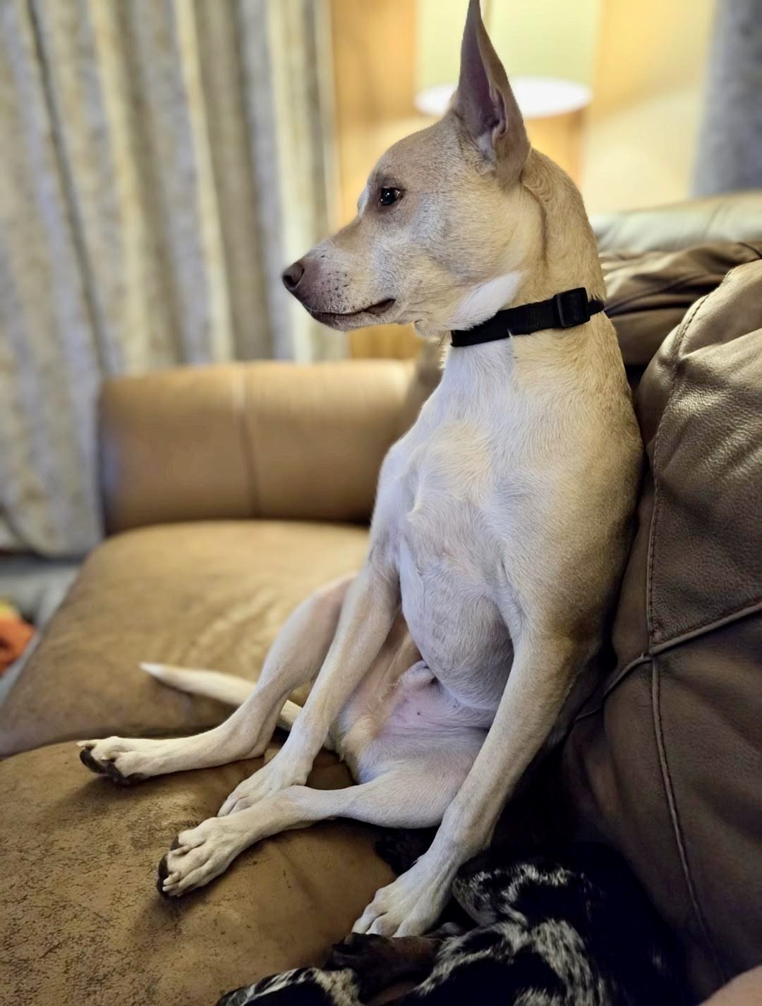 Enlarge Gunnar, a Adoptable mixed breed in Knoxville, TN image 4/6