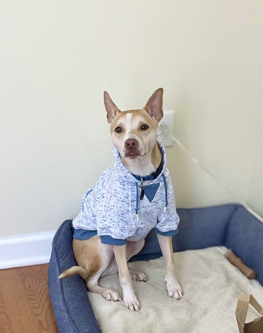 Enlarge Gunnar, a Adoptable mixed breed in Knoxville, TN image 3/6