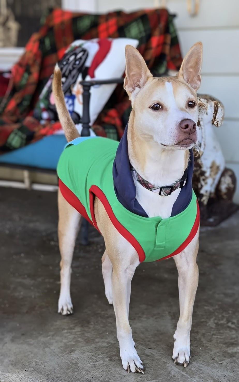 Enlarge Gunnar, a Adoptable mixed breed in Knoxville, TN image 1/6