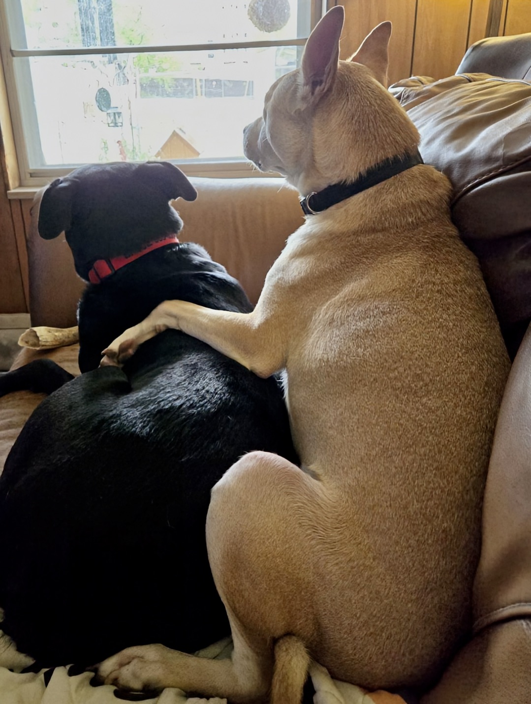 Enlarge Gunnar, a Adoptable mixed breed in Knoxville, TN image 6/6