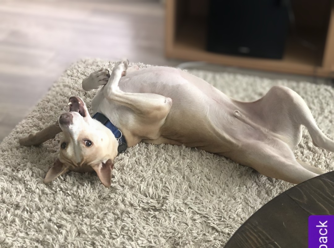 Enlarge Gunnar, a Adoptable mixed breed in Knoxville, TN image 5/6