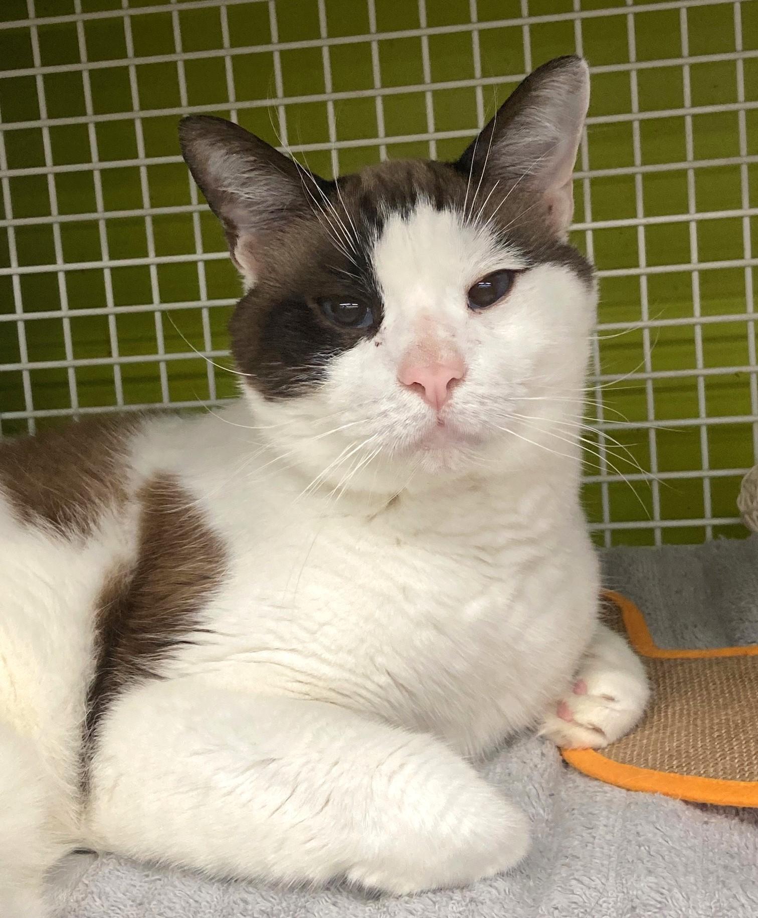 Enlarge Blue, a Adoptable mixed breed in Bridgeport, CT image 1/3