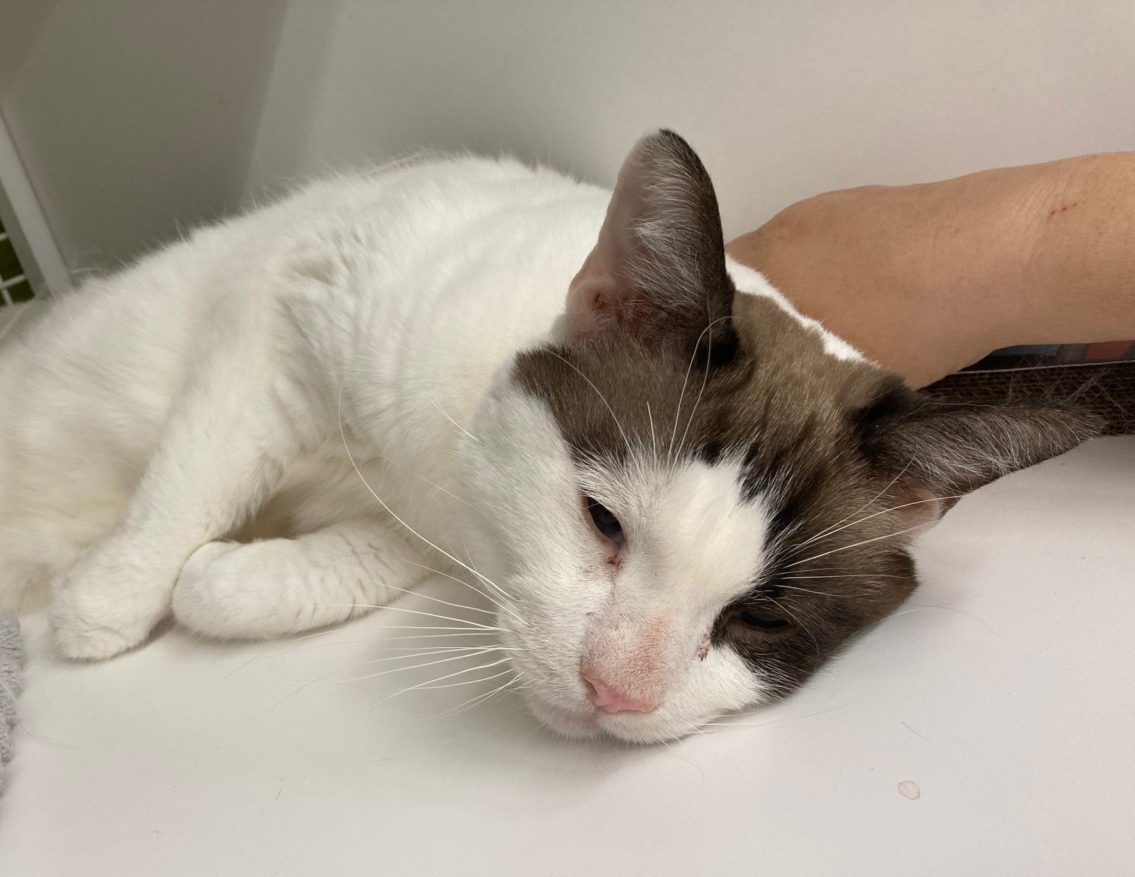 Enlarge Blue, a Adoptable mixed breed in Bridgeport, CT image 2/3