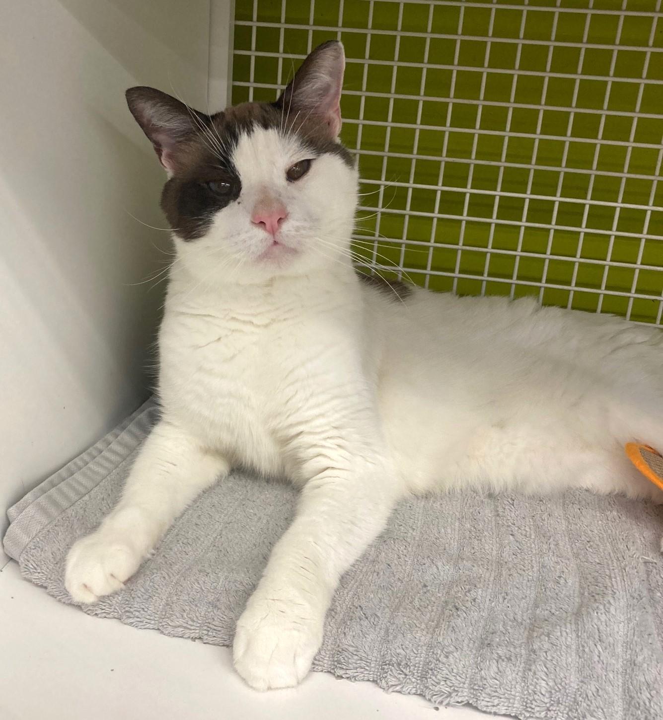 Enlarge Blue, a Adoptable mixed breed in Bridgeport, CT image 3/3