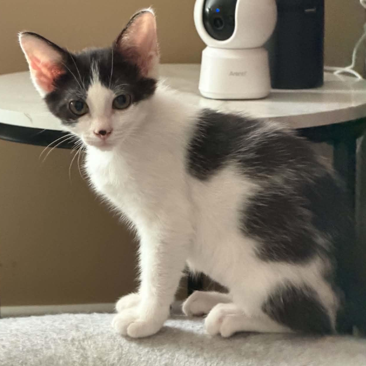 Neko, Adoptable, Kitten Female Domestic Short Hair.