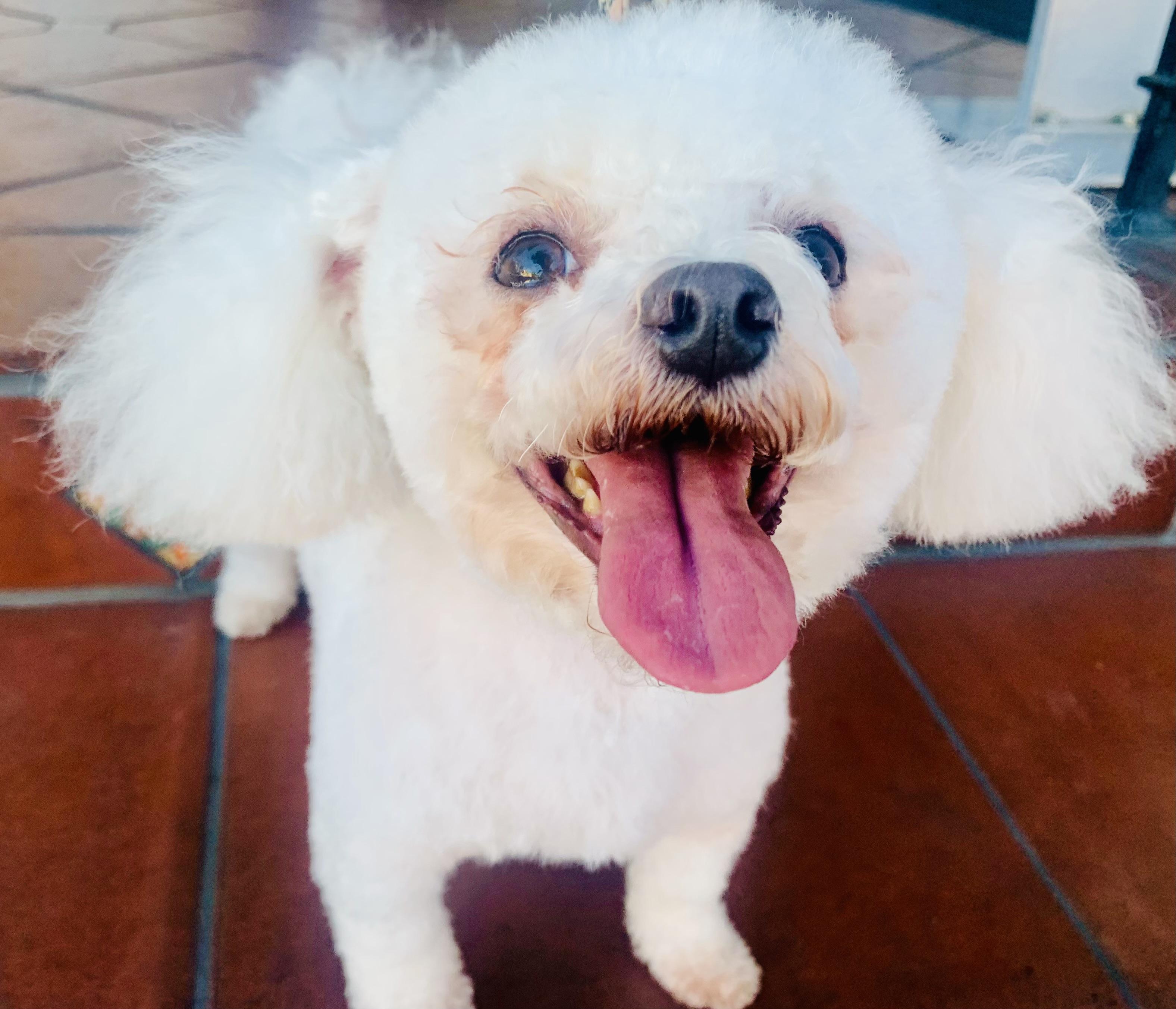 Enlarge Jazzy, a ADOPTABLE Bolognese in Toluca Lake, CA image 1/1