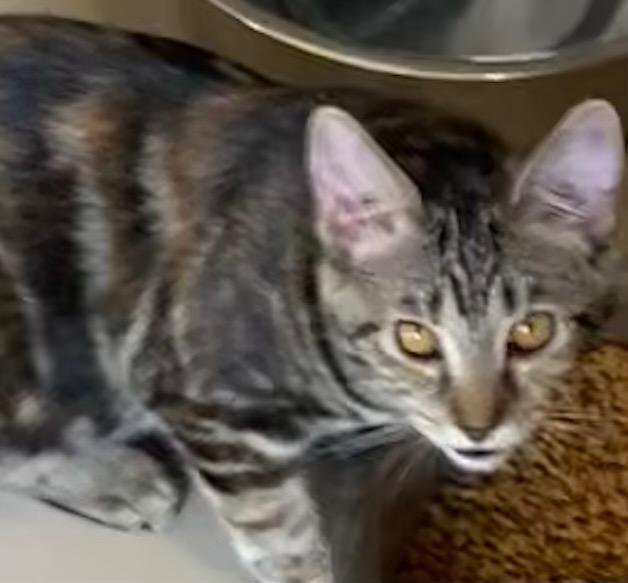 PENNY, Adoptable, Adult Female Domestic Medium Hair.