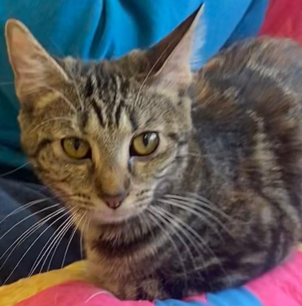 PENNY, a Adoptable mixed breed in Elizabethton, TN image 2/3