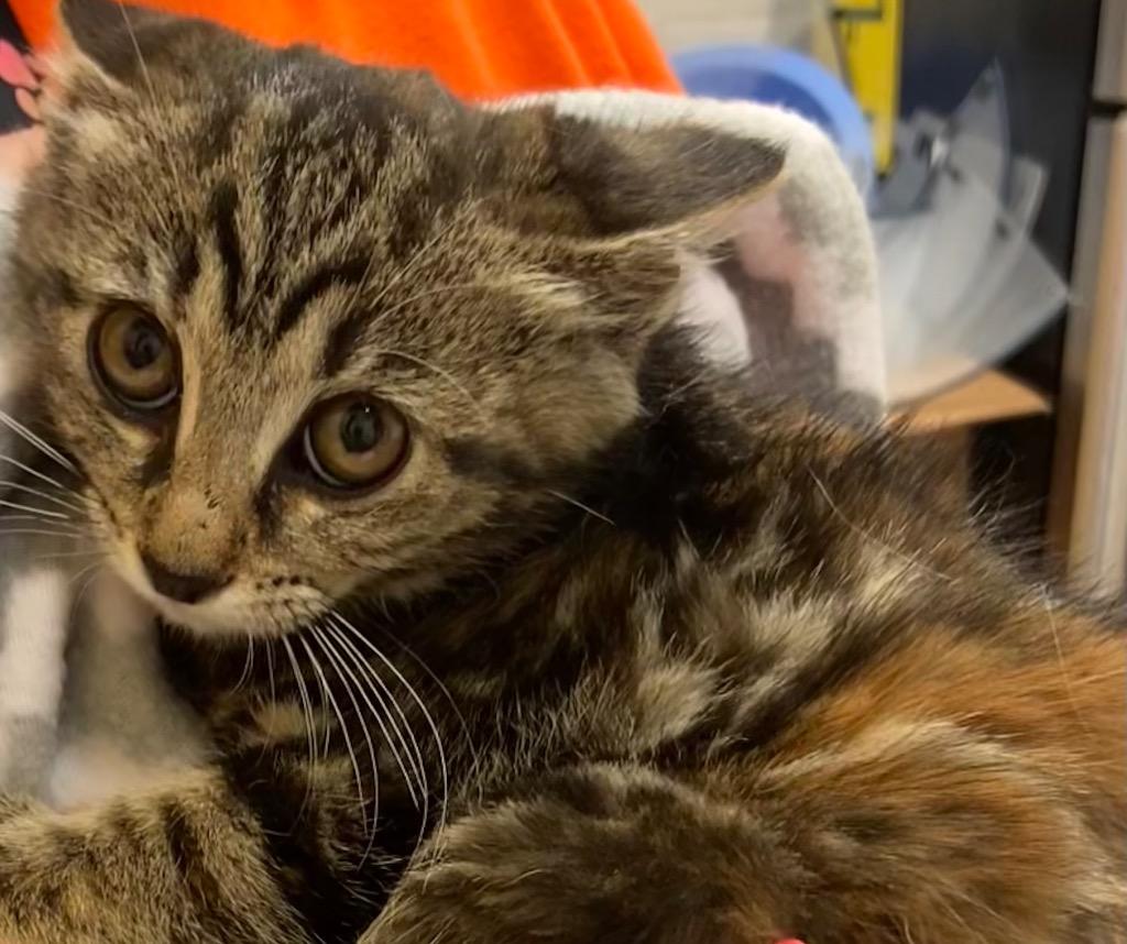 PENNY, a Adoptable mixed breed in Elizabethton, TN image 3/3