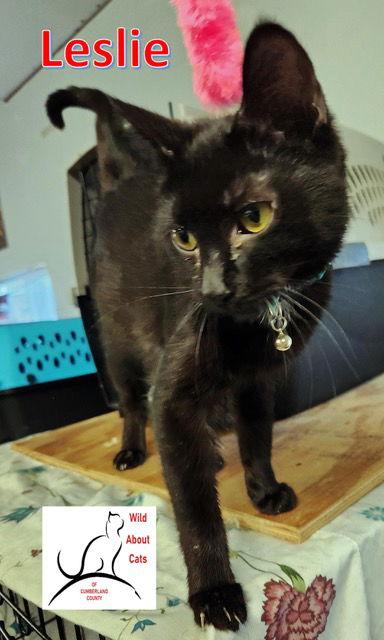 Leslie, Adoptable, Young Female Domestic Short Hair.