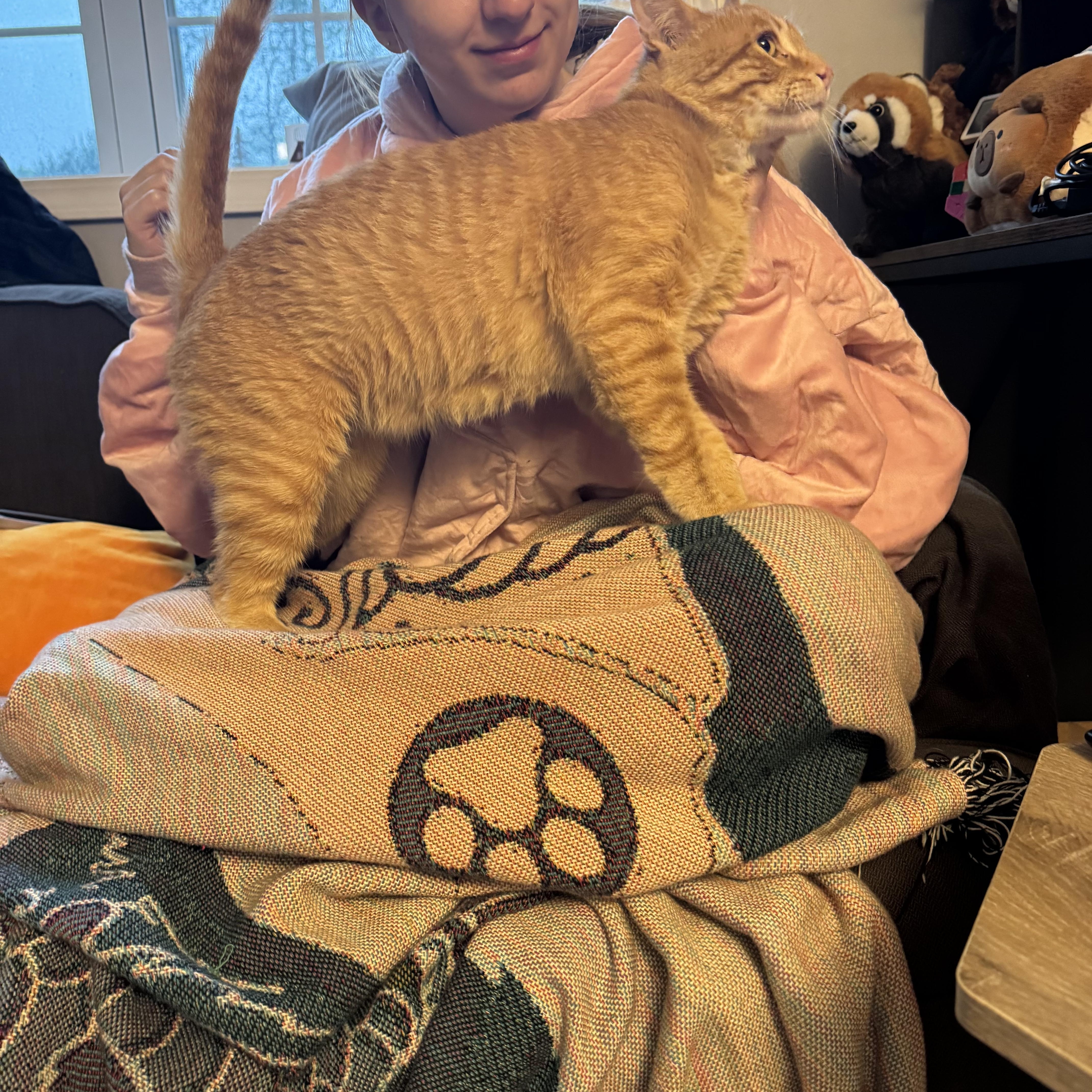 Honey, a ADOPTABLE Domestic Short Hair in Rochester, NY image 3/4